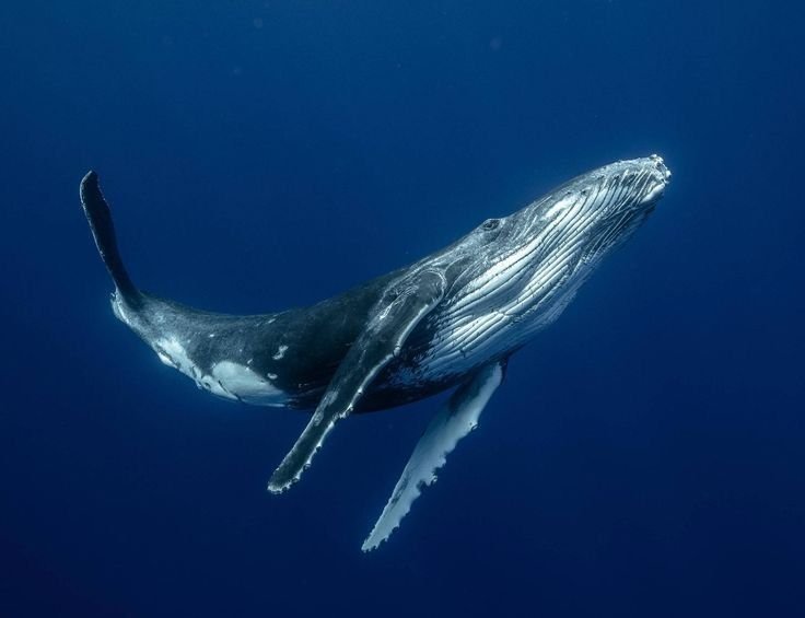 ballena